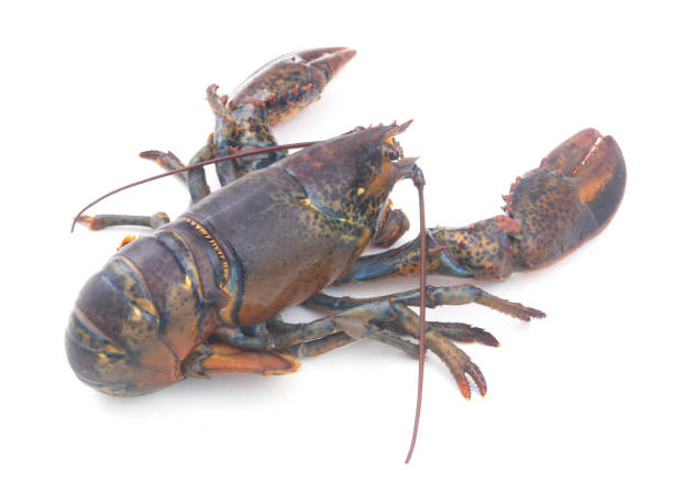 istock Fresh raw lobster isolated on white background 1265180924