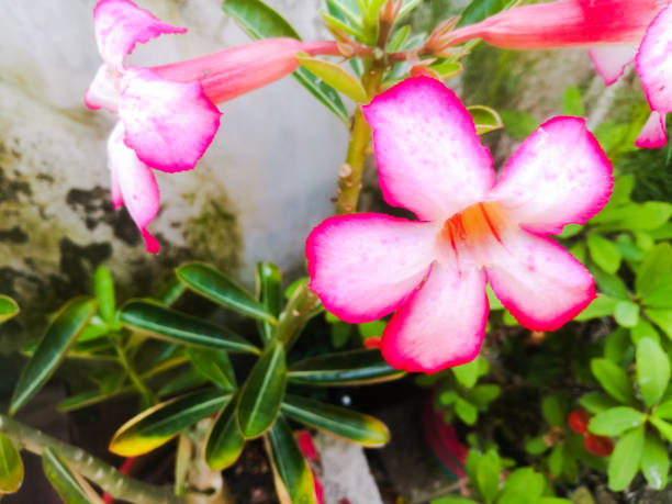 istock An Adenium pink flowers with white ad pink bordered petals 1265182258