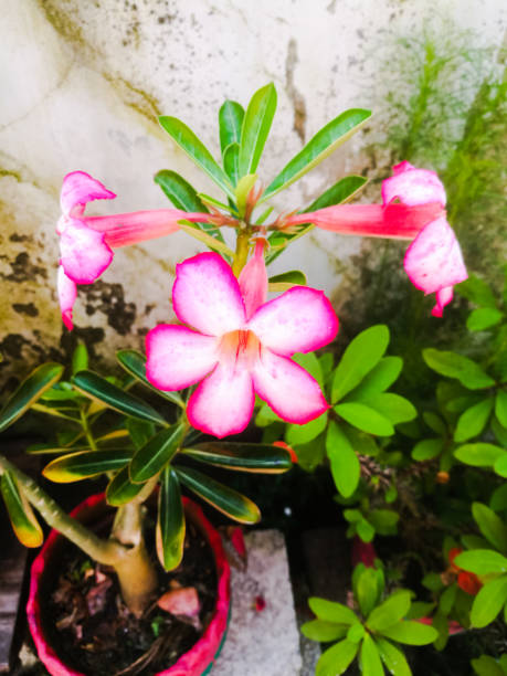 istock An Adenium pink flowers with white ad pink bordered petals 1265182266