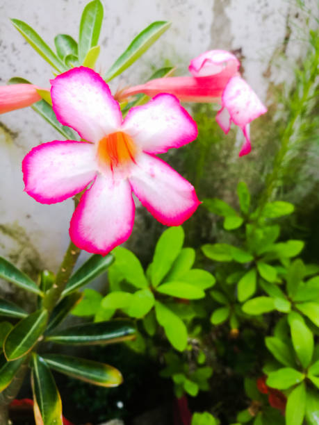 An Adenium pink flowers with white ad pink bordered petals
