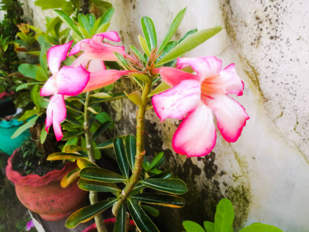 istock An Adenium pink flowers with white ad pink bordered petals 1265182297