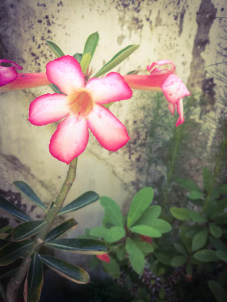 istock An Adenium pink flowers with white ad pink bordered petals 1265182308
