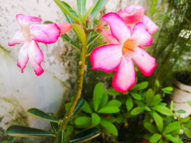 istock An Adenium pink flowers with white ad pink bordered petals 1265182357