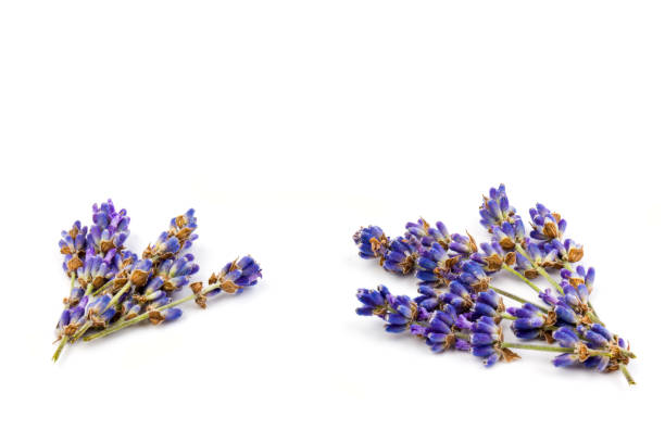 istock Lavender flowers isolated on white background. Close up. Space for text 1265183886