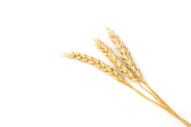 istock Spikelets of golden wheat,  isolated on white background 1265184000