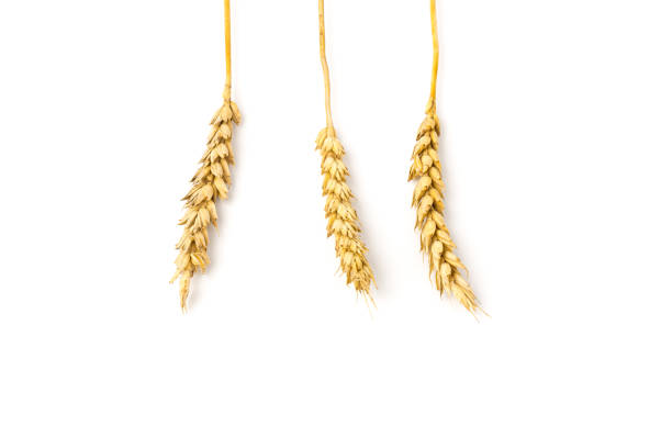 istock Spikelets of golden wheat,  isolated on white background 1265184001