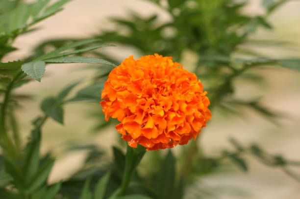 istock Beautiful Orange flowers in nature 1265184222