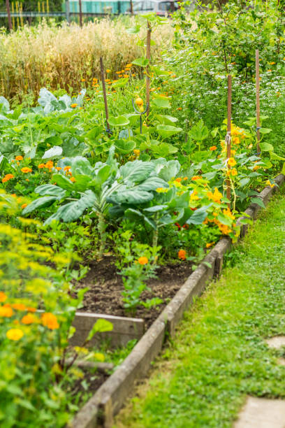 istock Sideview to kitchen garden with vegetables, herbage and flowers and oats in background 1265184858