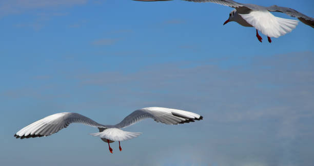 istock Scene of two seabirds flying in the sky 1265185026