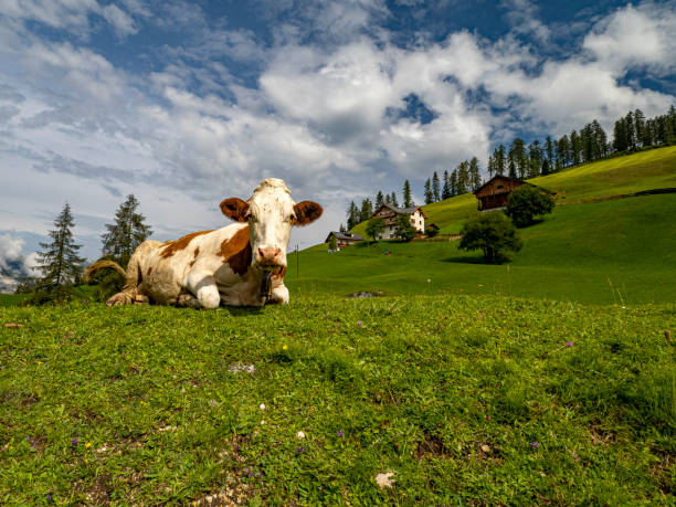 istock cow in dolomites mountain background 1265185383