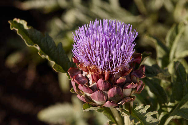 Flowering artichoke plant in garden, blossom close up view