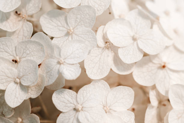 istock White inflorescence of hydrangea nature background close up. Flowering hydrangea, pastel color. Flower texture.Romantic floral background 1265186216