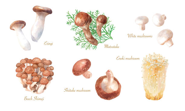 맛있는 버섯 세트. 수채화 일러스트레이션. (추적 벡터) - 만가닥 버섯 stock illustrations