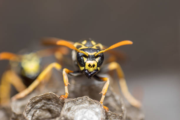 istock The wasp is building a nest 1265186552