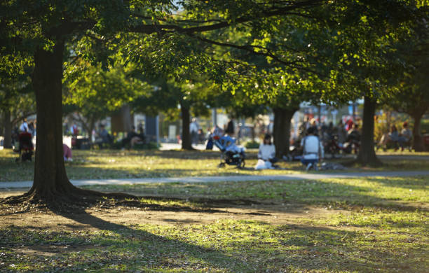 istock Trees of park 1265187820