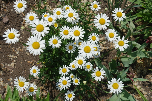 View of white flower heads of Leucanthemum vulgare from above