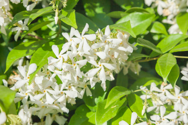 istock Trachelospermum jasminoides 1265189633