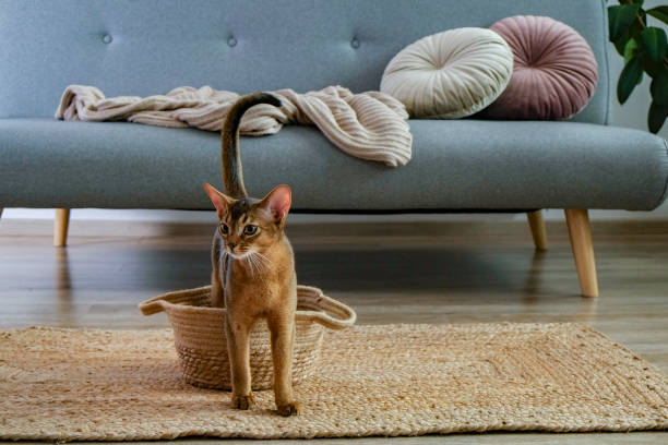 istock Cute purebred cat with funny big ears. 1265191643