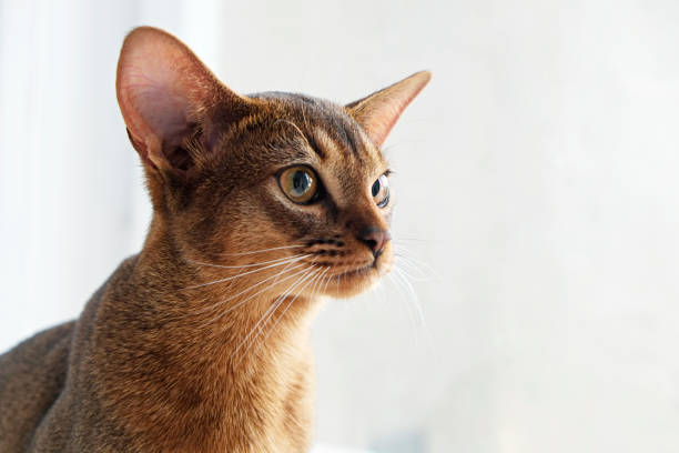istock Cute purebred cat with funny big ears. 1265191654