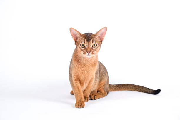 istock Cute purebred cat with funny big ears. 1265191689