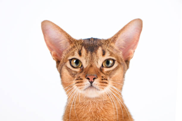 istock Cute purebred cat with funny big ears. 1265191691