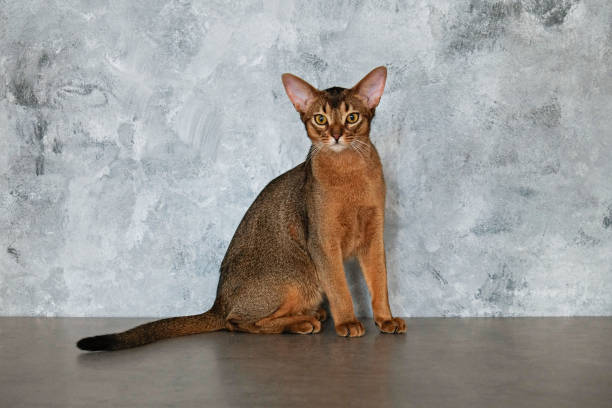istock Cute purebred cat with funny big ears. 1265191719