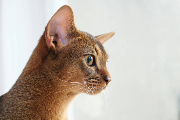 istock Cute purebred cat with funny big ears. 1265192164