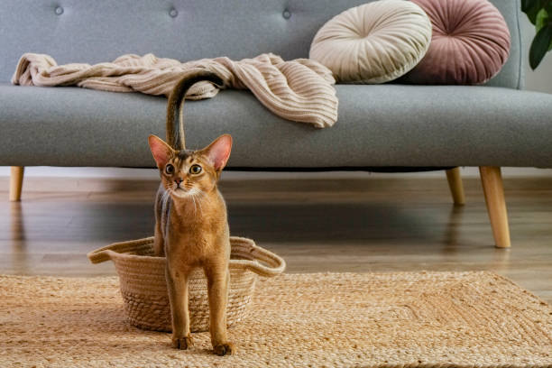 istock Cute purebred cat with funny big ears. 1265192179