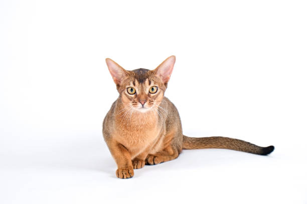 istock Cute purebred cat with funny big ears. 1265192185