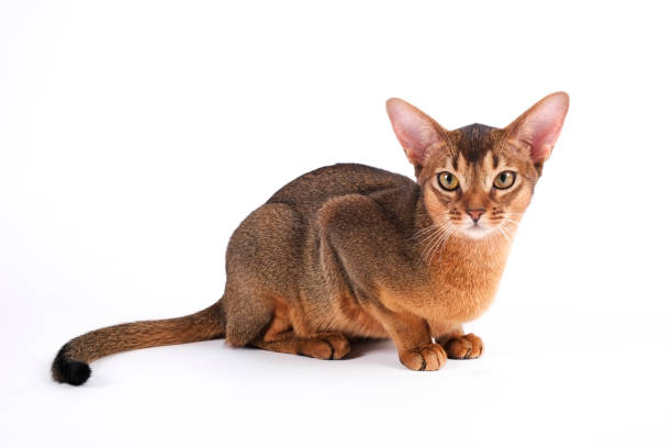 istock Cute purebred cat with funny big ears. 1265192193