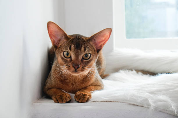 istock Cute purebred cat with funny big ears. 1265192203