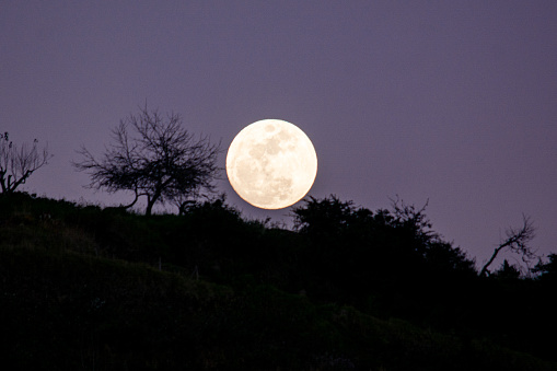Beautiful full moon rising from the horizon, very radiant between trees