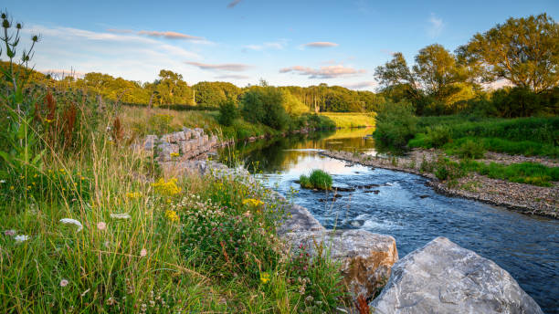 River Wear Wildflower Riverbank At Bishop Auckland, known as the gateway to Weardale and is a Market Town in County Durham northeastern england stock pictures, royalty-free photos & images