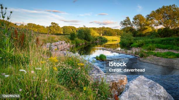 River Wear Wildflower Riverbank Stock Photo - Download Image Now - County Durham - England, River, Rural Scene
