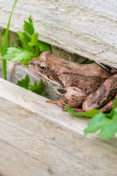 istock Brown spotted frog walks in the garden in summer 1265195028