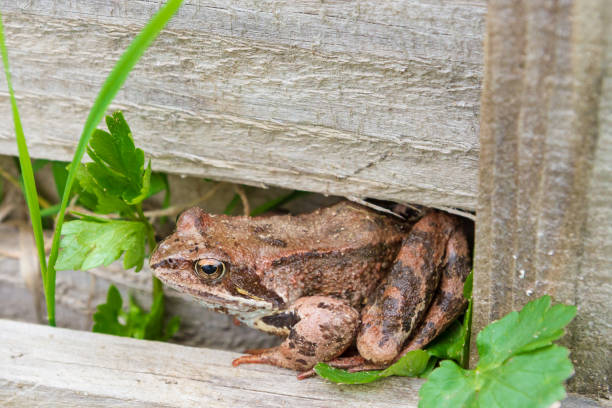istock Brown spotted frog walks in the garden in summer 1265195034