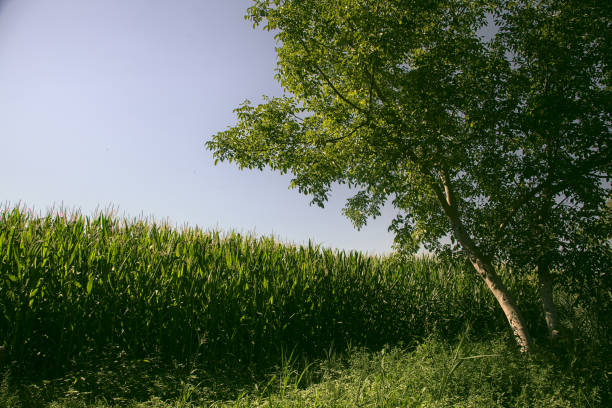 Tree next to a corn field in summer, in the countryside