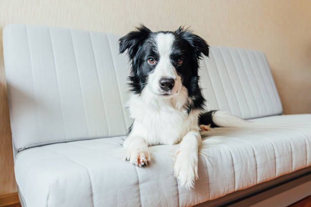 Funny portrait of cute smiling puppy dog border collie on couch indoors. New lovely member of family little dog at home gazing and waiting. Pet care and animals concept Funny portrait of cute smiling puppy dog border collie on couch indoors. New lovely member of family little dog at home gazing and waiting. Pet care and animals concept border collie puppies stock pictures, royalty-free photos & images