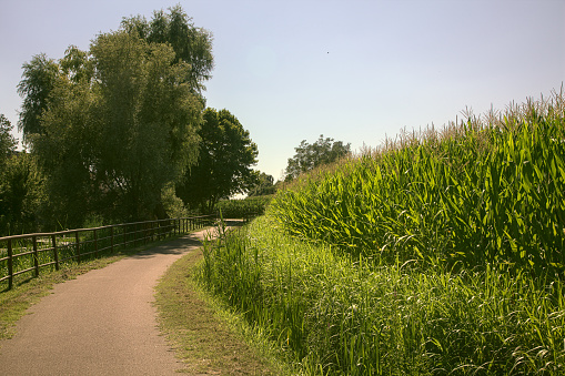 Bike path in the countryside in summer, bordered by corn fields, a stream of water and trees, with a clear sky