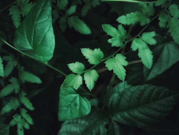 istock Close-up green leaf vein 1265197236