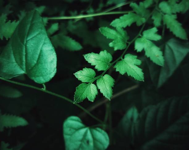 istock Close-up Green leaf vein 1265197252