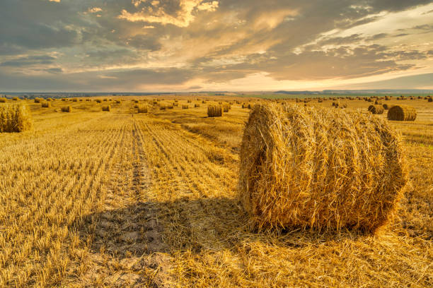 istock Endless field with bales of straw 1265198536