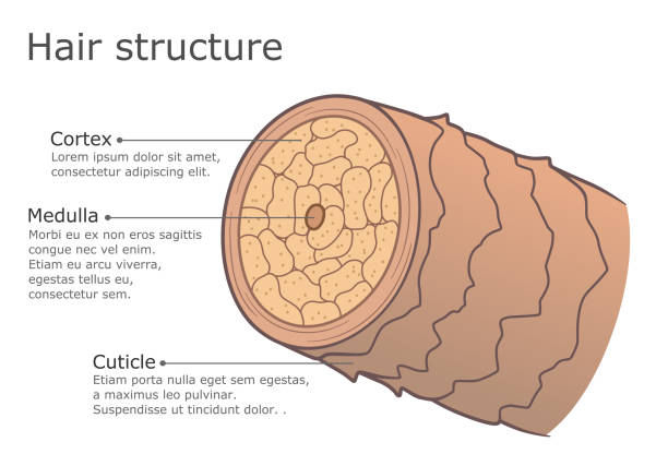 Hair structure illustration Hair inner structure medical infographic. Vector illustration. medulla stock illustrations