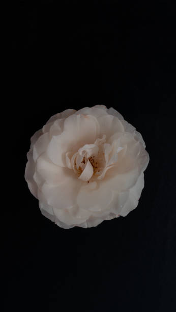 Small ivory rose flower. Themes for smartphone. stock photo