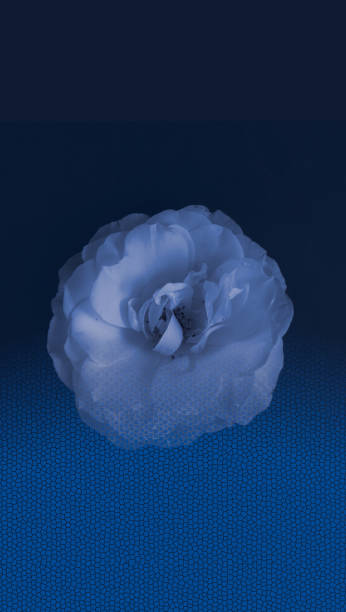 Blue rose flower. Wallpaper for mobile. stock photo