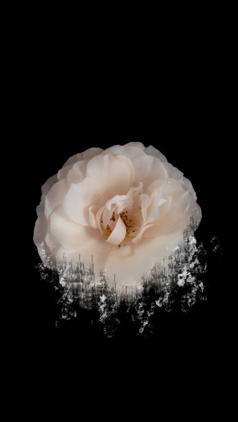 Crashed ivory rose flower. Themes for smartphone. stock photo