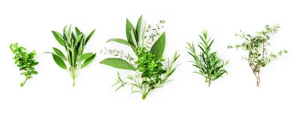 Rosemary, marjoram, sage and thyme collection. Creative banner with fresh herbs bunch on white background. Top view, flat lay. Floral design. Healthy eating and alternative medicine concept