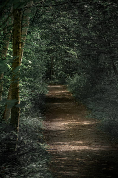 istock The trail in the forest 1265200560