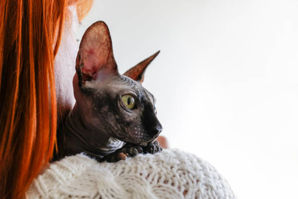 gato de raça pura bonito com orelhas grandes engraçadas. - white domestic cat ginger kitten - fotografias e filmes do acervo