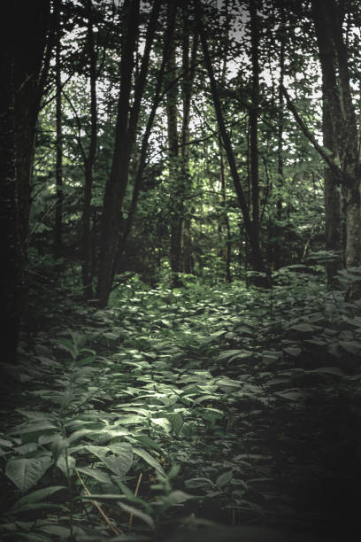 istock Vegetable bed in wooded area 1265200777